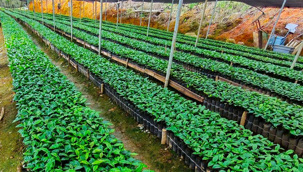 Comercialización de plántulas de café